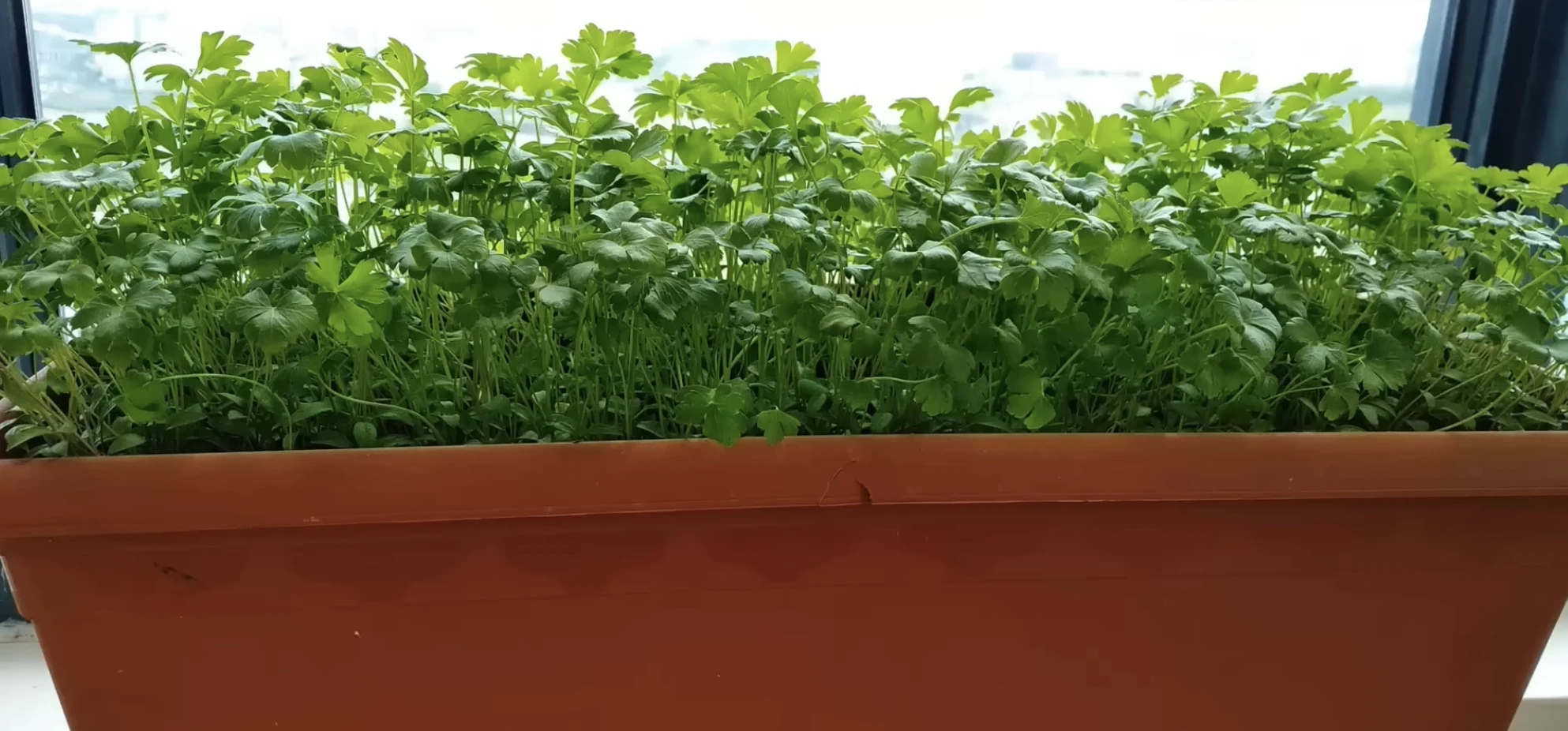 petrezselyem termeszés zöldfűszer