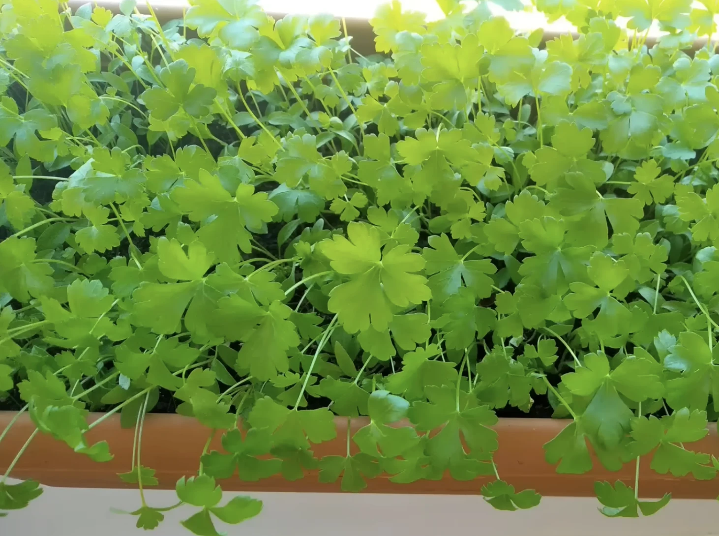 petrezselyem fűszer