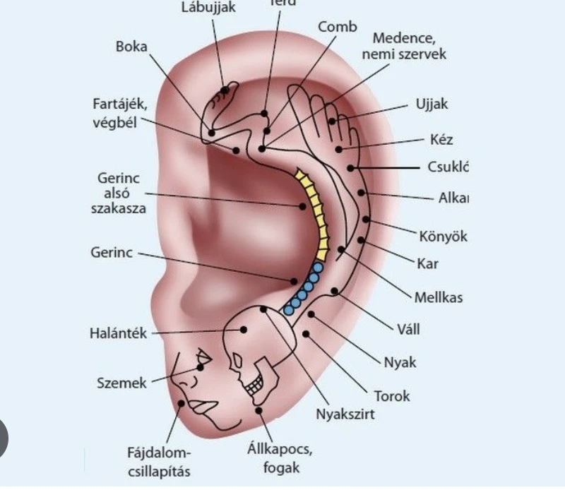 fültérkép masszázs