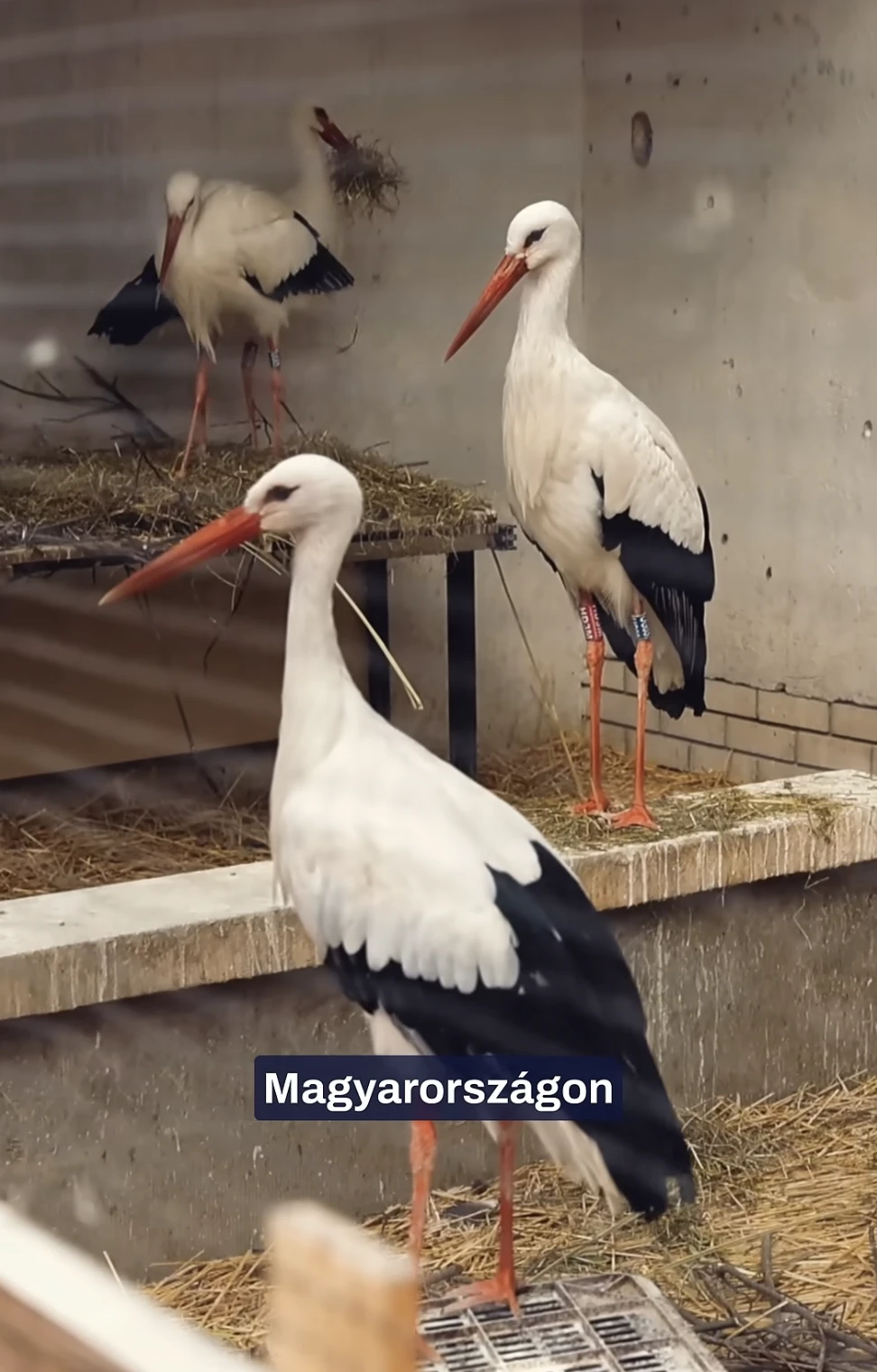 Szofi Marcus gólyák Birdmania