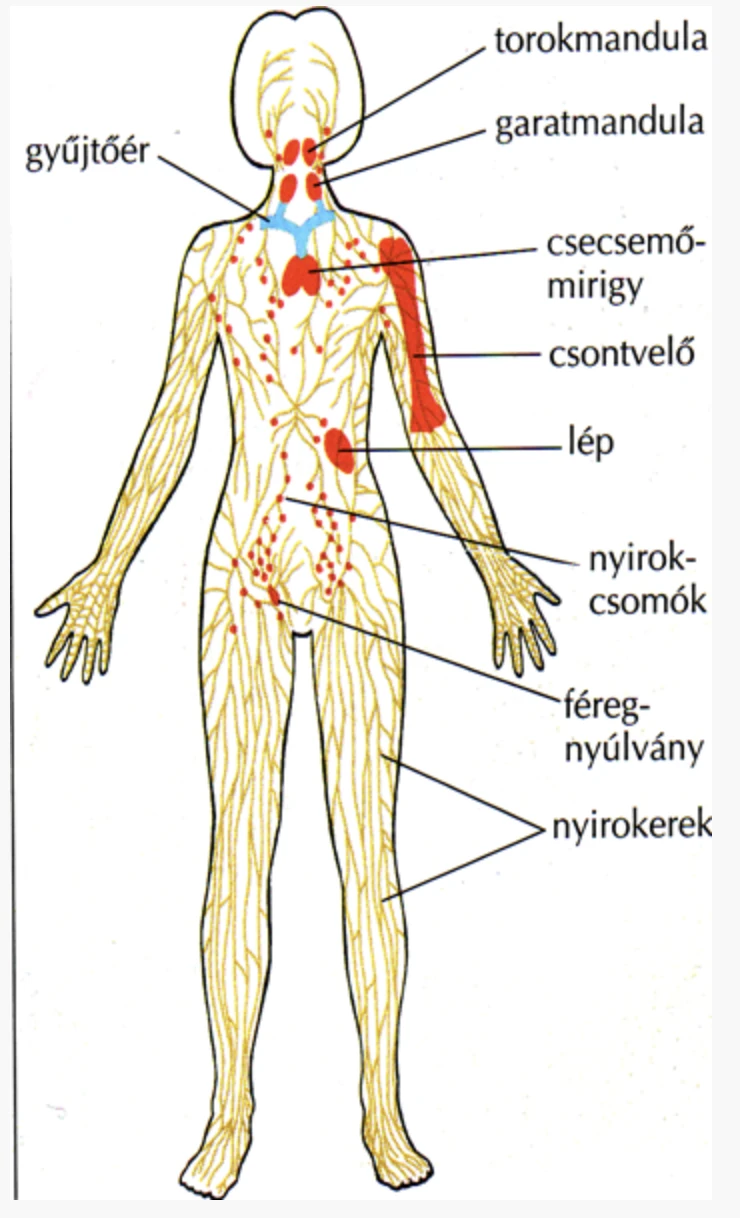 nyirokrendszer
