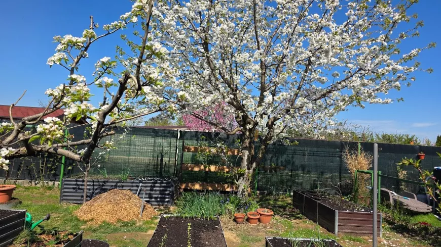 Áprilisi kerti teendők 2026: Vetési naptár és nélkülözhetetlen tavaszi munkák a kertben