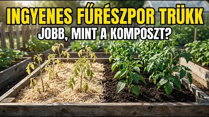 A fűrészpor titka: így lesz veszélyből a kert legerősebb talajjavítója