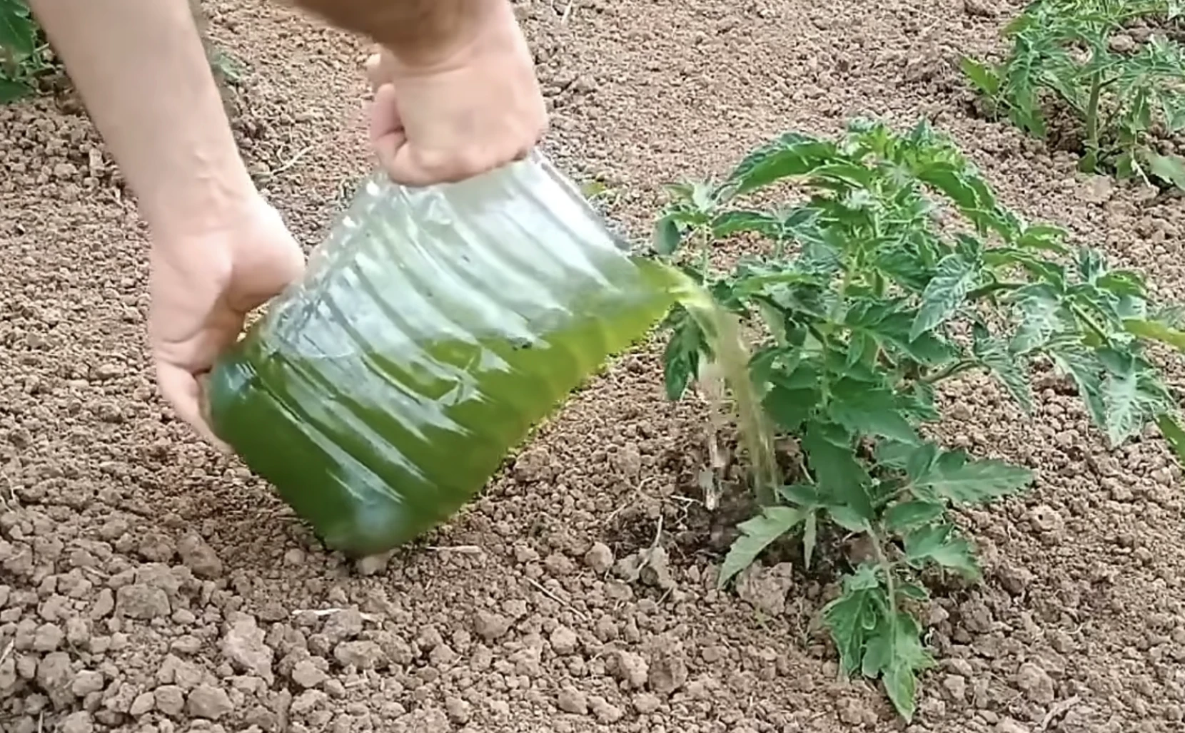 fű kert trágya komposzt  múcsolás komposzt