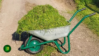 A fűnyesedék titka: ezért nem szabad többé kidobni