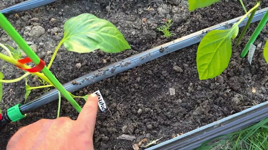 Paradicsom, paprika és padlizsán kiültetése: Mire figyeljünk a májusi rajt előtt?