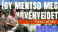 40 fokos pokol a kertben: órák alatt összeomolhatnak a növények