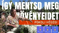 40 fokos pokol a kertben: órák alatt összeomolhatnak a növények