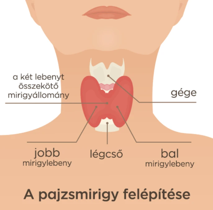 Pajzsmirigy