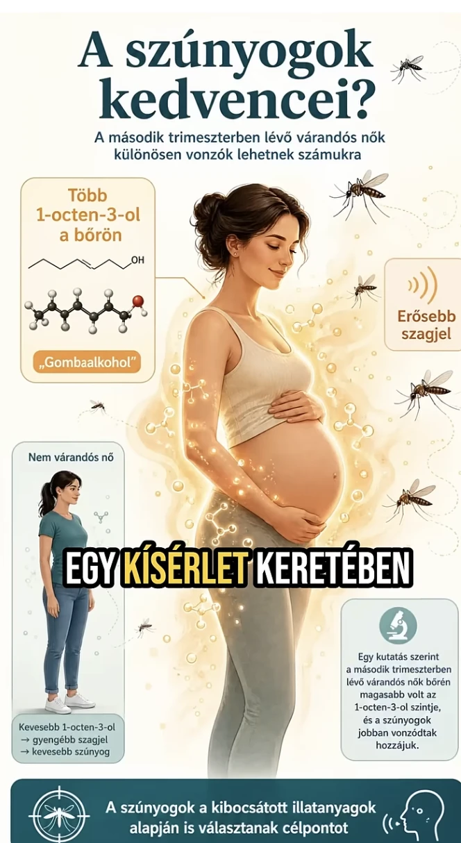 szúnyog várandós anya