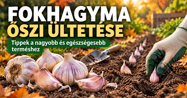 Fokhagyma őszi ültetése – így lesznek nagy, egészséges fokhagymafejek