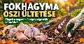 Fokhagyma őszi ültetése – így lesznek nagy, egészséges fokhagymafejek