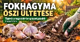 Fokhagyma őszi ültetése – így lesznek nagy, egészséges fokhagymafejek