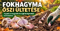 Fokhagyma őszi ültetése – így lesznek nagy, egészséges fokhagymafejek