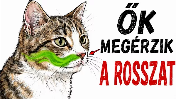 Miért pont őt kerüli a macskád? Árulkodó a magyarázat — 12 Csendes Jel