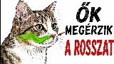 Miért pont őt kerüli a macskád? Árulkodó a magyarázat — 12 Csendes Jel