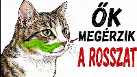 Miért pont őt kerüli a macskád? Árulkodó a magyarázat — 12 Csendes Jel